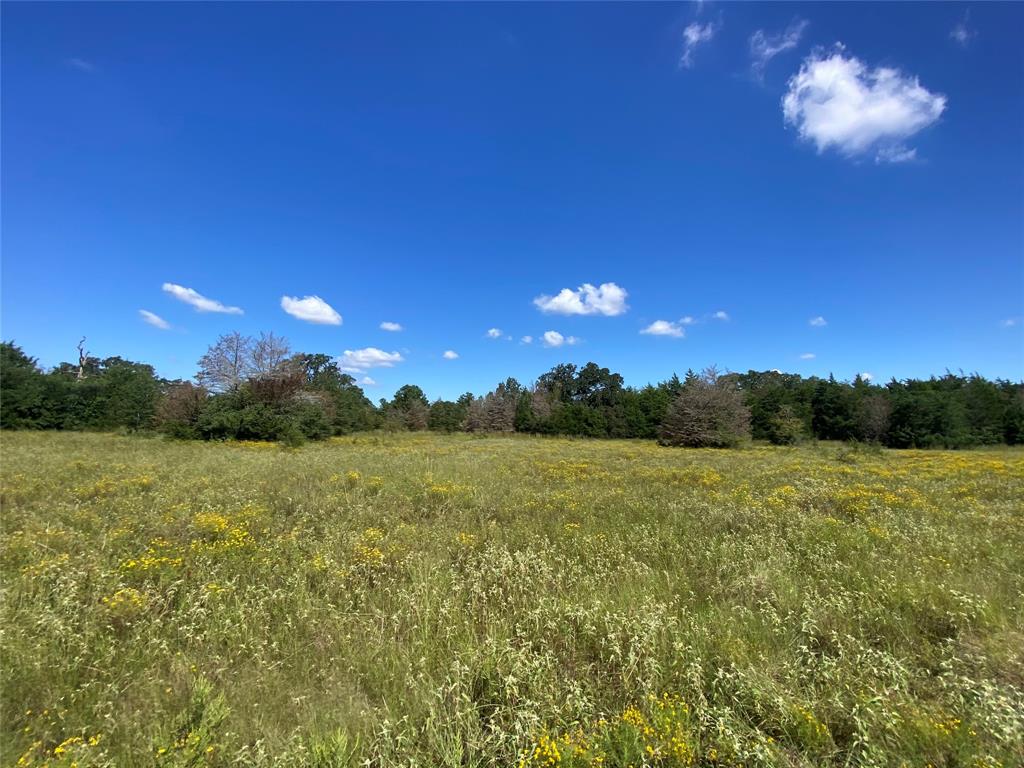 170 ACRES County Road 146, Bedias, Texas image 18