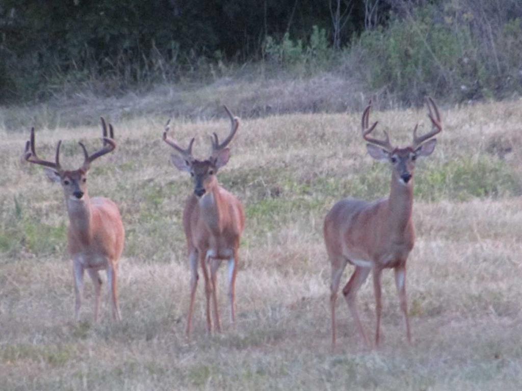 TBD Fm 230, Trinity, Texas image 13