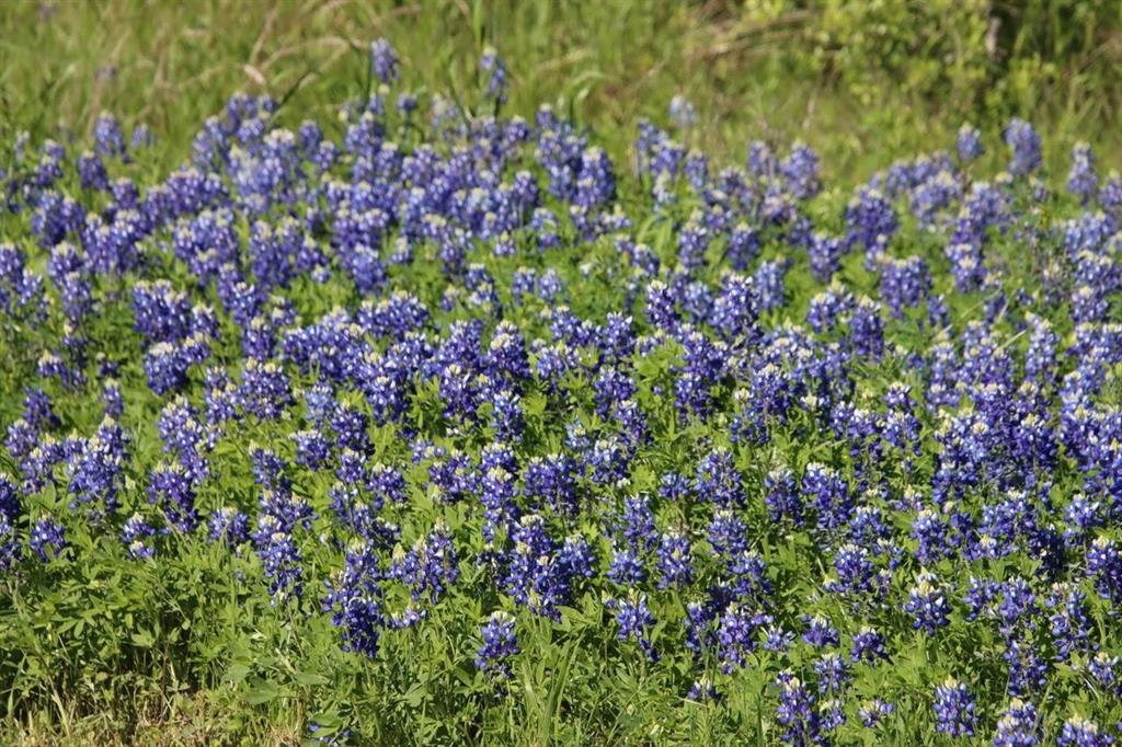 Creekside Reserve Court, Washington, Texas image 1