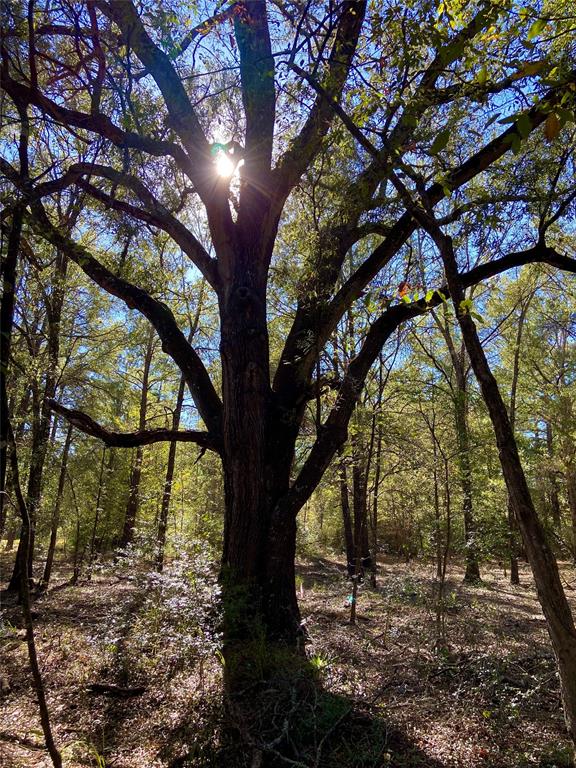 4884 County Road 1050, Crockett, Texas image 13