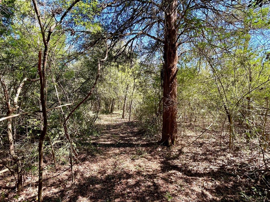 15186 County Road 459, Normangee, Texas image 9