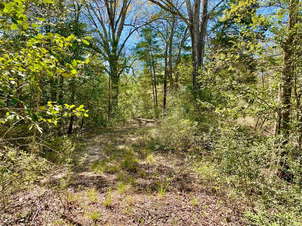 15186 County Road 459, Normangee, Texas image 22