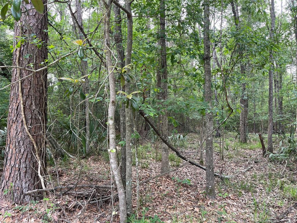 Hargraves Road, Huffman, Texas image 3