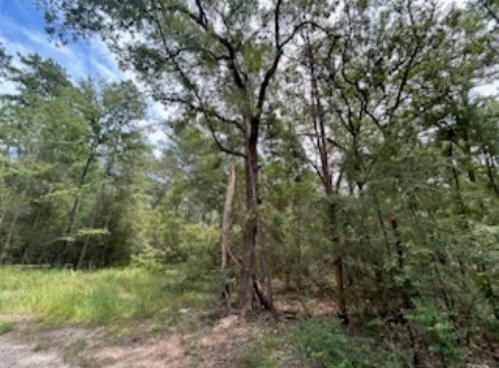 Hackberry, Huntsville, Texas image 6