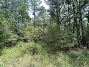 Hackberry, Huntsville, Texas image 4