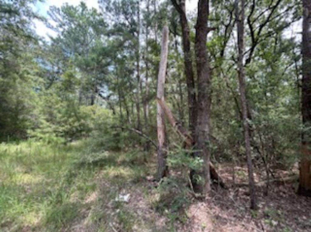 Hackberry, Huntsville, Texas image 5