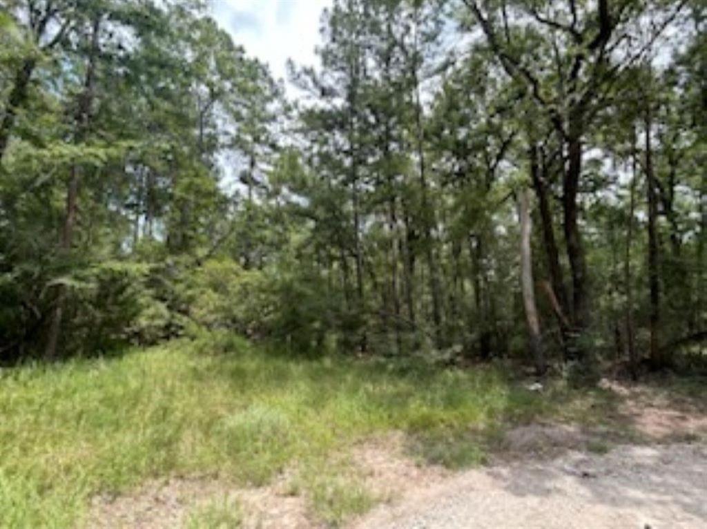 Hackberry, Huntsville, Texas image 7
