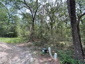 Hackberry, Huntsville, Texas image 3