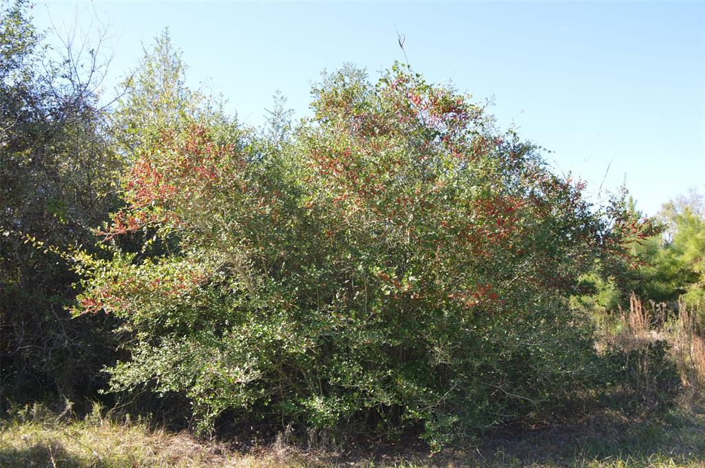 0030 Fm 2562, Richards, Texas image 10