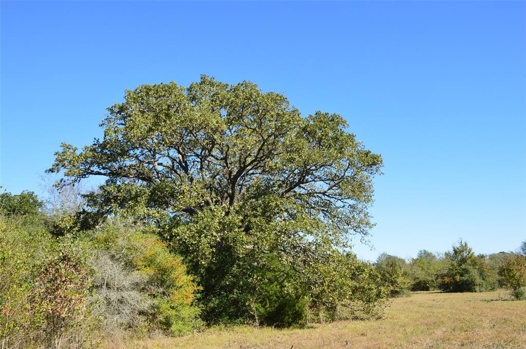 0030 Fm 2562, Richards, Texas image 3