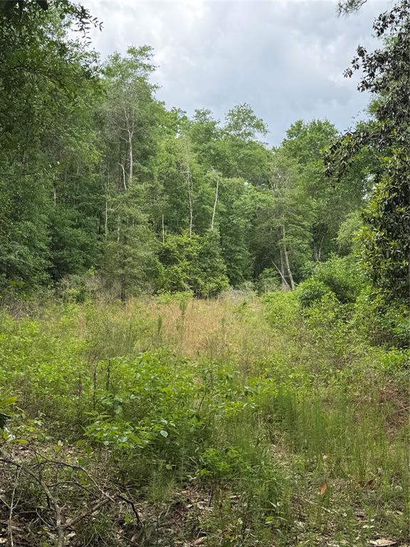 2511 County Road 4280, Woodville, Texas image 4