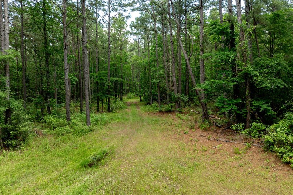 3962 County Road 1095, Kennard, Texas image 4