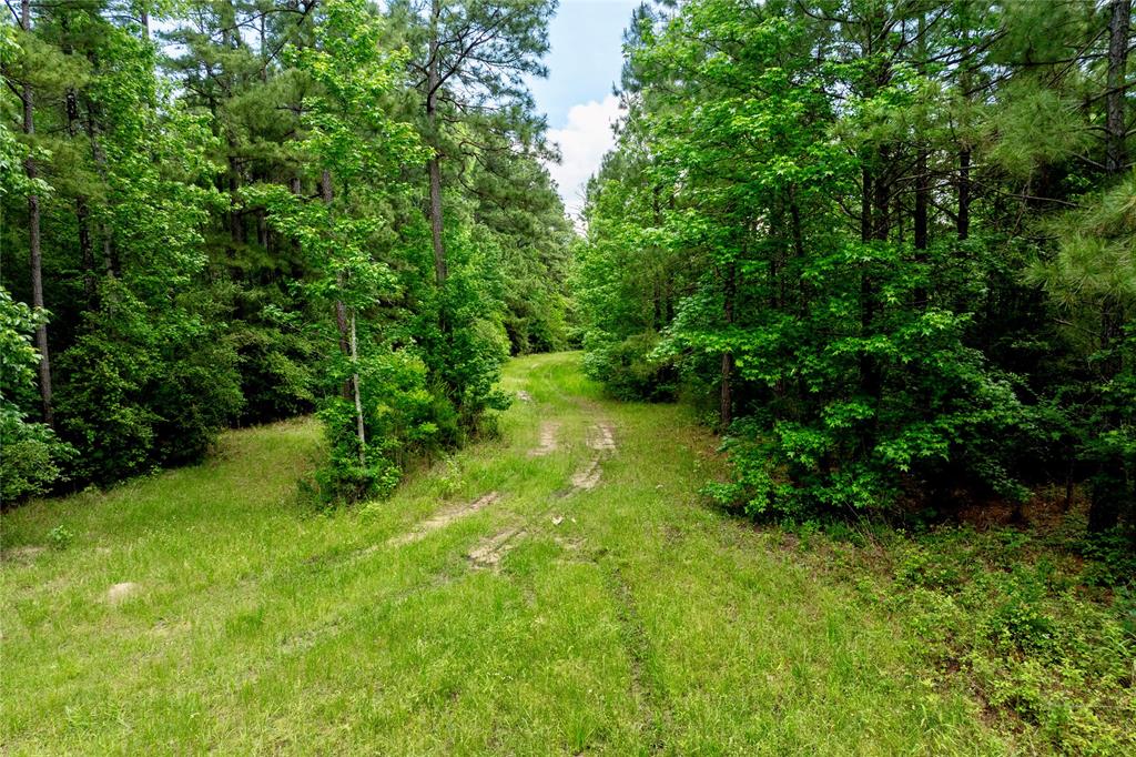 3962 County Road 1095, Kennard, Texas image 7