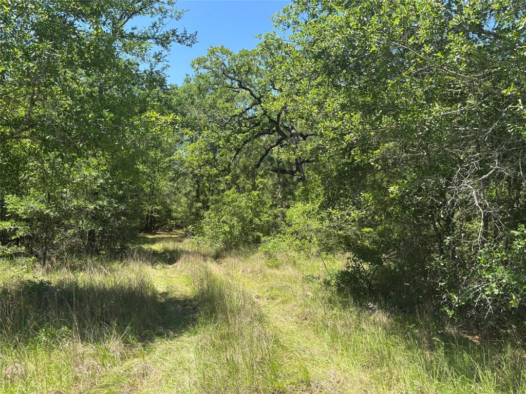 TBD Dickey Loop, Bedias, Texas image 2