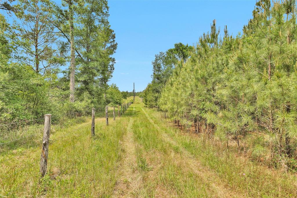 TBD Dickey Loop, Bedias, Texas image 14