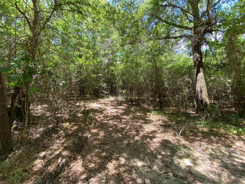 TBD3 Fm 222 Road, Shepherd, Texas image 9