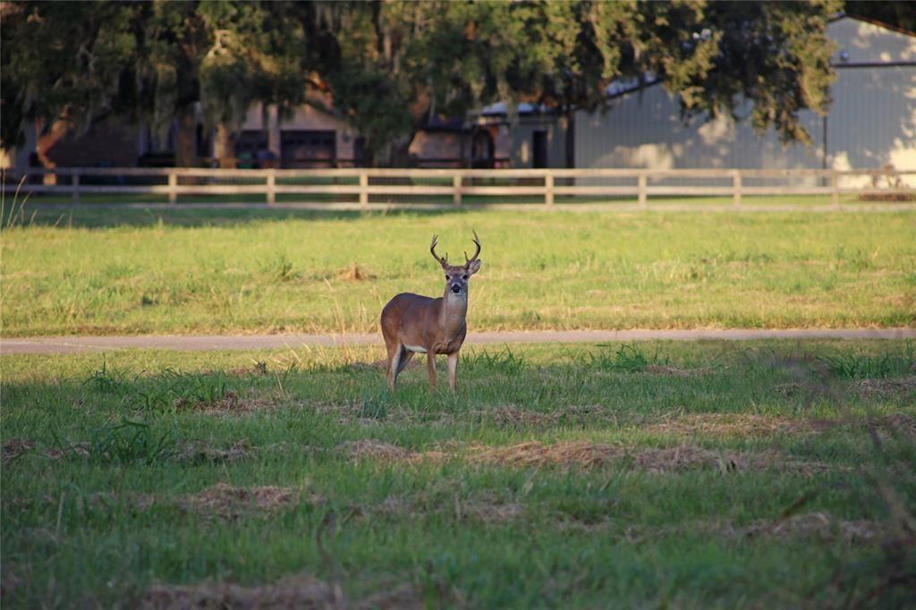 106 Horse Shoe Trail, Angleton, Texas image 6