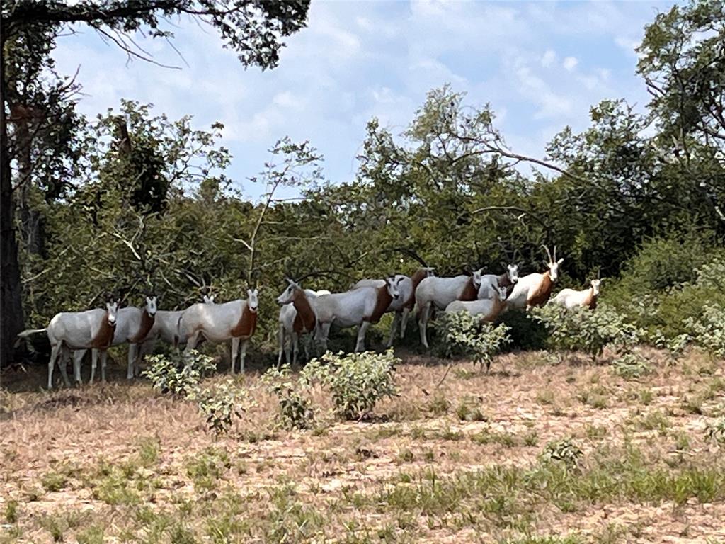 TBD Pr 4173, Marquez, Texas image 12