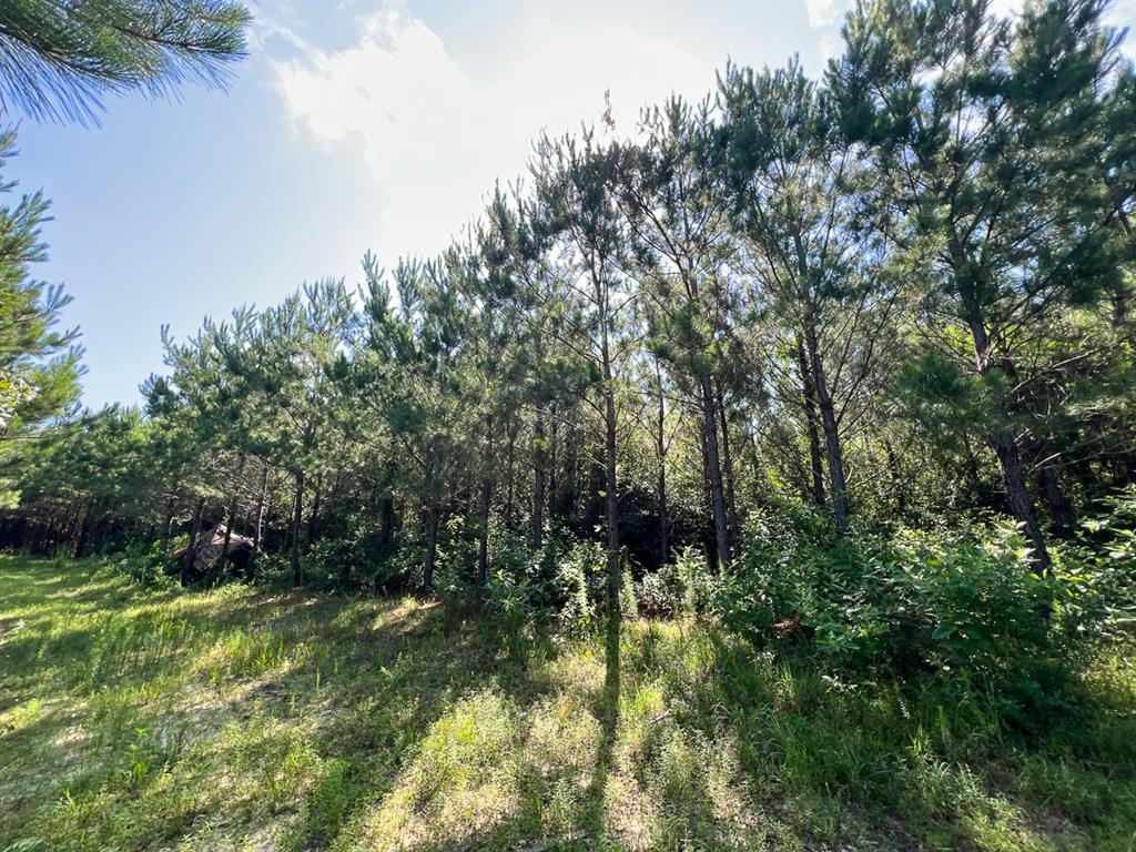 Cr 3550, Woodville, Texas image 18