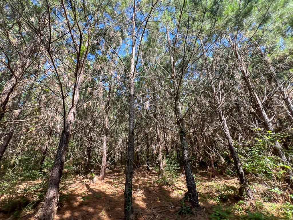 Cr 3550, Woodville, Texas image 13