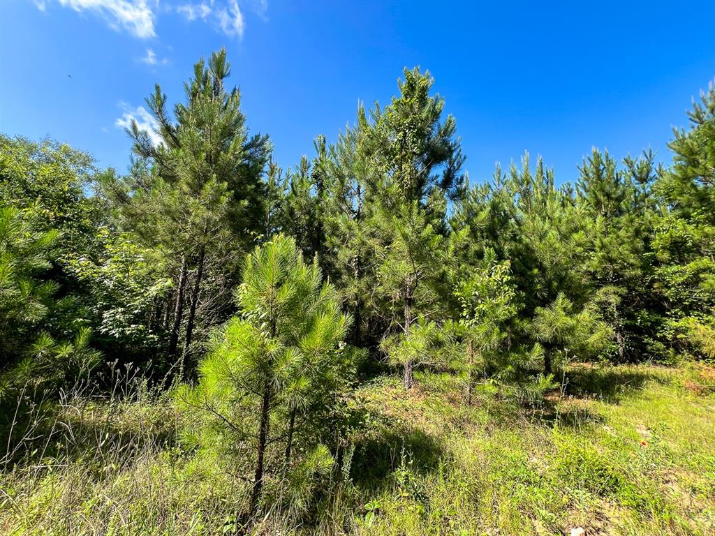 Cr 3550, Woodville, Texas image 8