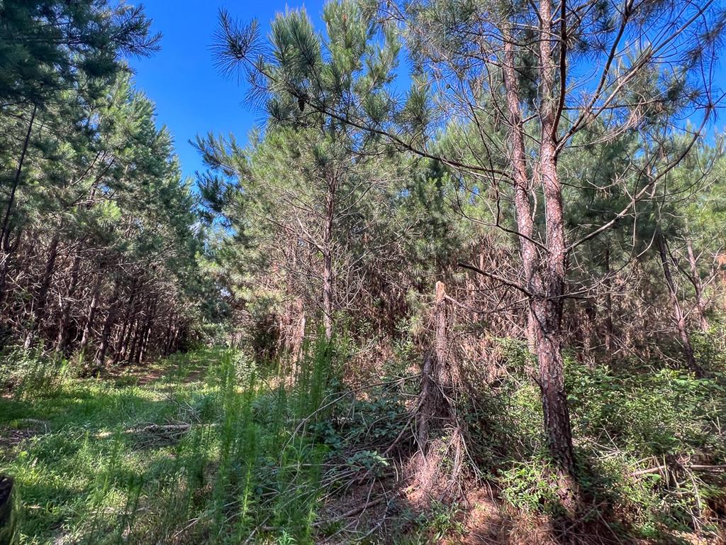 Cr 3550, Woodville, Texas image 12