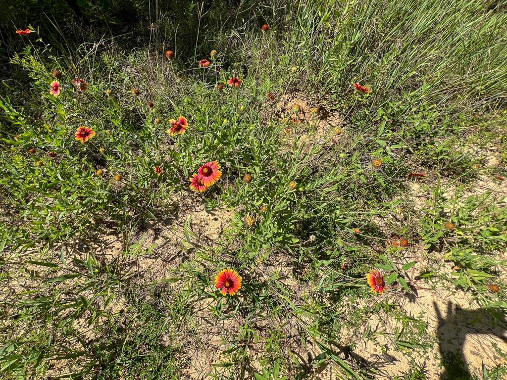 Cr 3550, Woodville, Texas image 5
