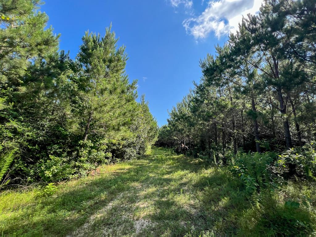 Cr 3550, Woodville, Texas image 16