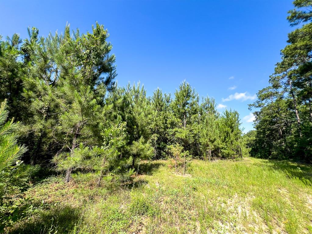 Cr 3550, Woodville, Texas image 7