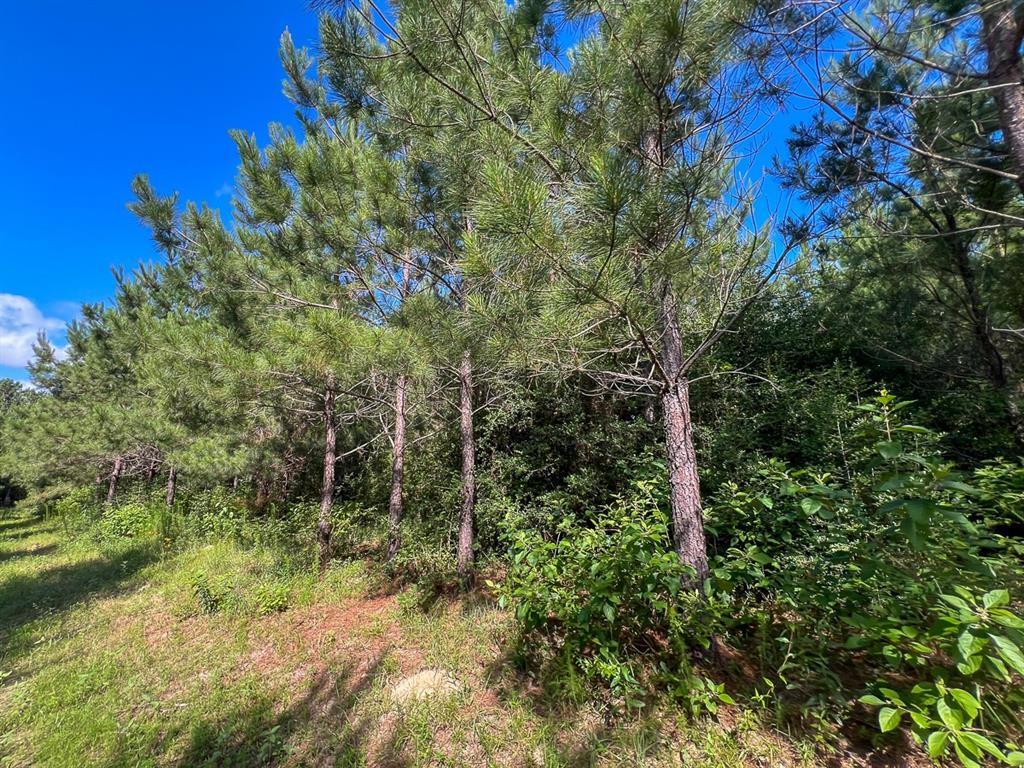 Cr 3550, Woodville, Texas image 15