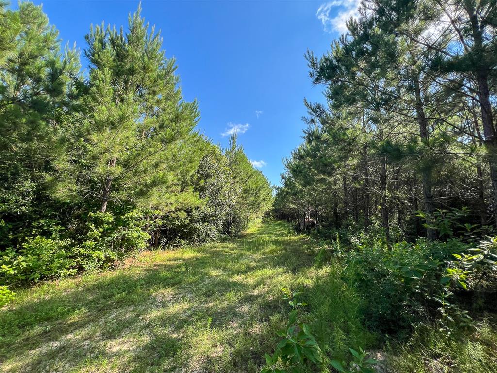 Cr 3550, Woodville, Texas image 17