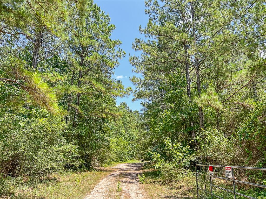 03 Cr 364e, Zavalla, Texas image 7