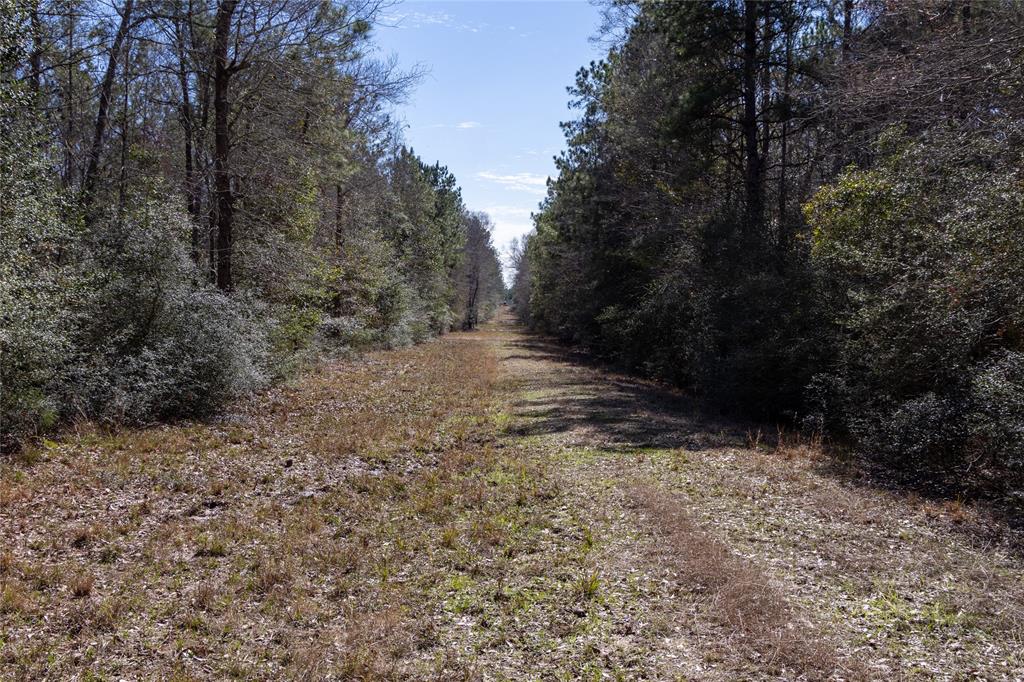 Whispering Pines Drive, Lumberton, Texas image 8