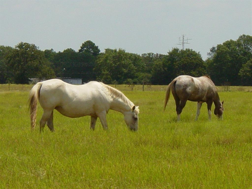 Tri Pacer Lane, Hilltop Lakes, Texas image 8