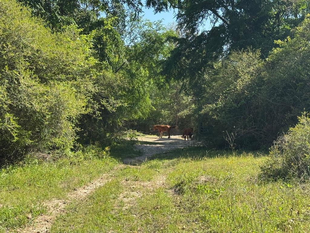 2954 County Road 2170, Grapeland, Texas image 25