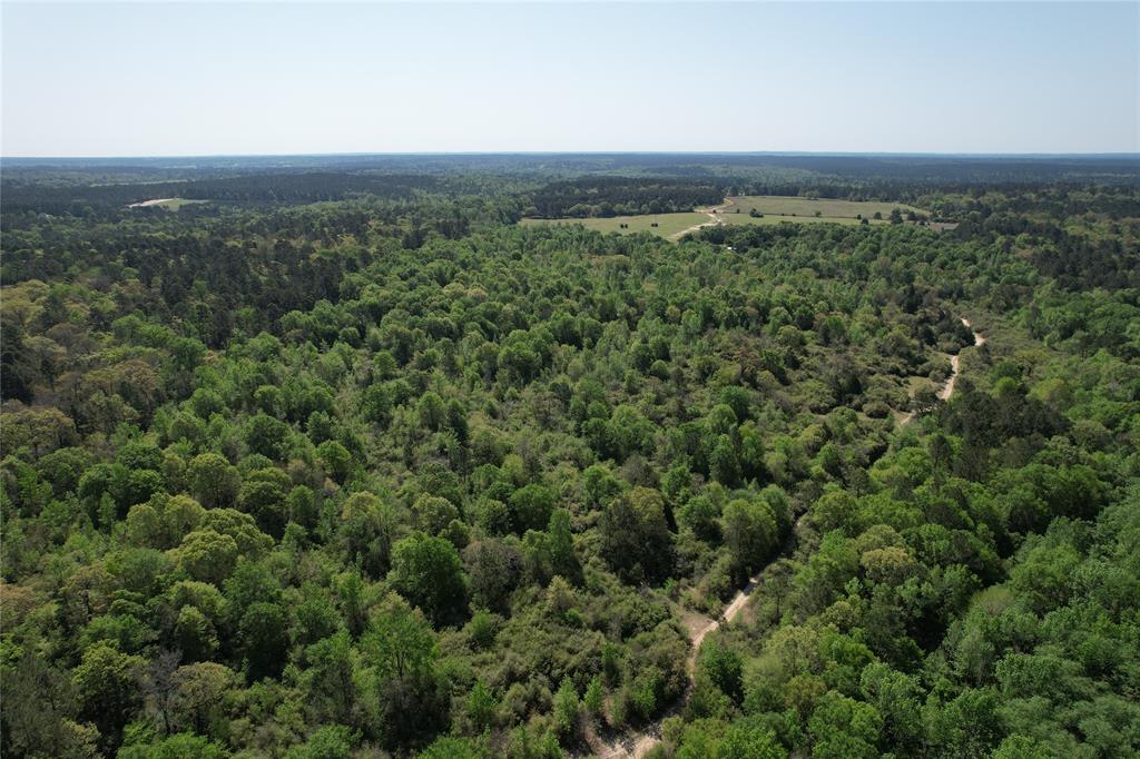 2954 County Road 2170, Grapeland, Texas image 4