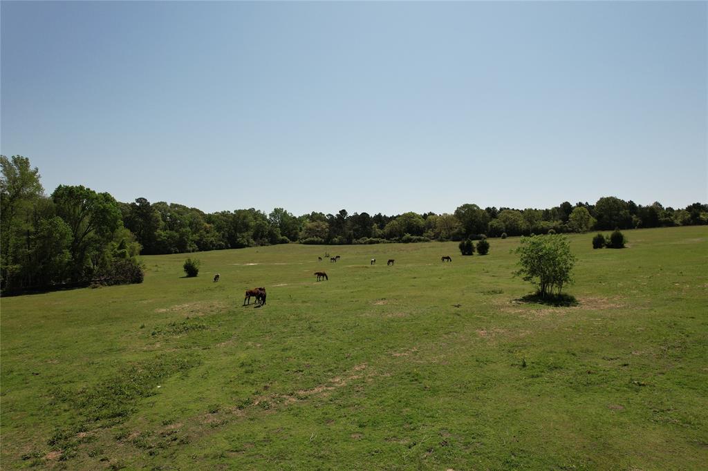 2954 County Road 2170, Grapeland, Texas image 15