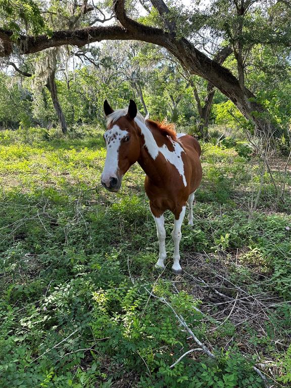 20193 County Road 461, Brazoria, Texas image 19