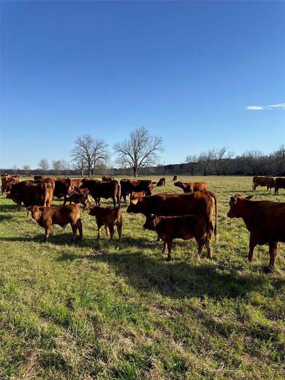 314 Fm 2571, Smithville, Texas image 15