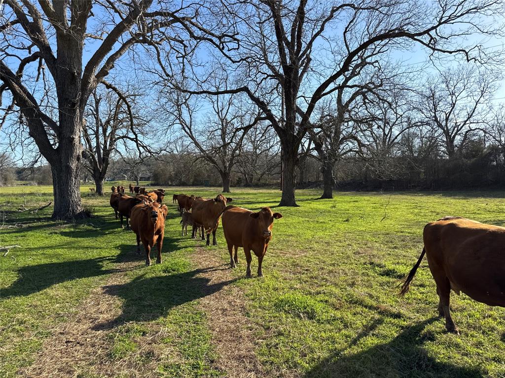 314 Fm 2571, Smithville, Texas image 19
