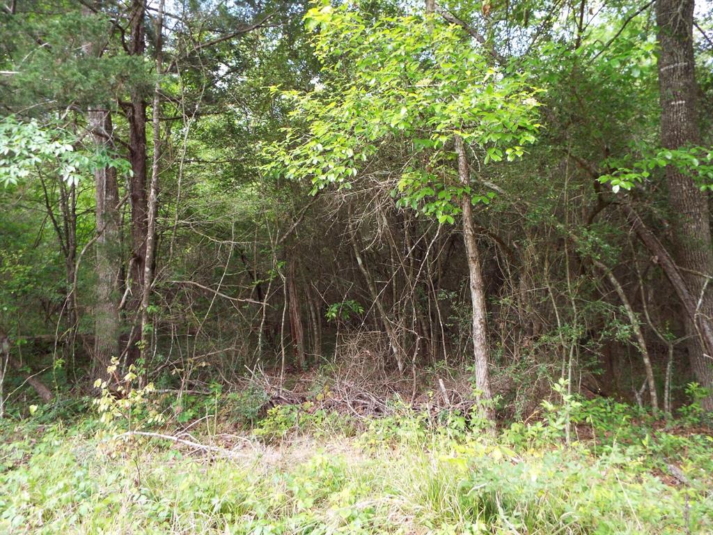 Lot 34 Dogwood Road, Huntsville, Texas image 19