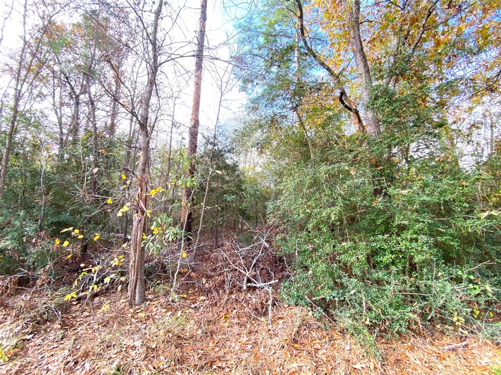 LOT 20 Lula Drive, Huntsville, Texas image 6