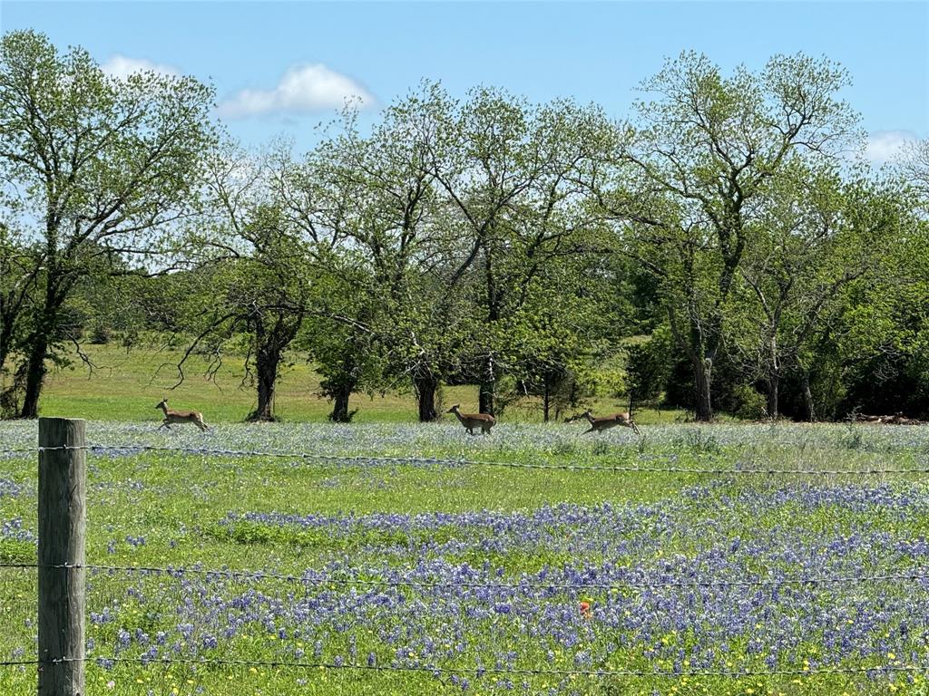 7101 Boehnemann Road, Brenham, Texas image 9