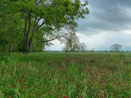 TBD Pr 1350, Centerville, Texas image 12