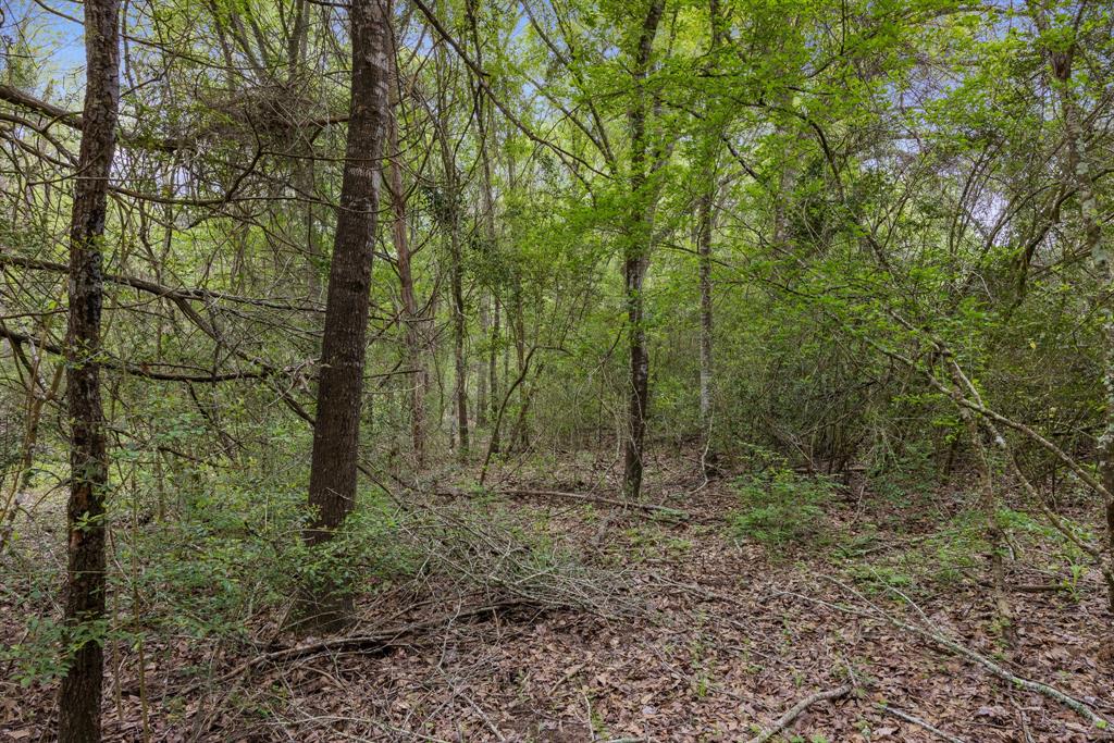 24661 Squirrel Road, New Ulm, Texas image 5