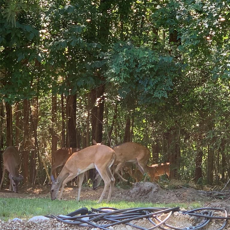 200 Beaver Bend, Livingston, Texas image 43