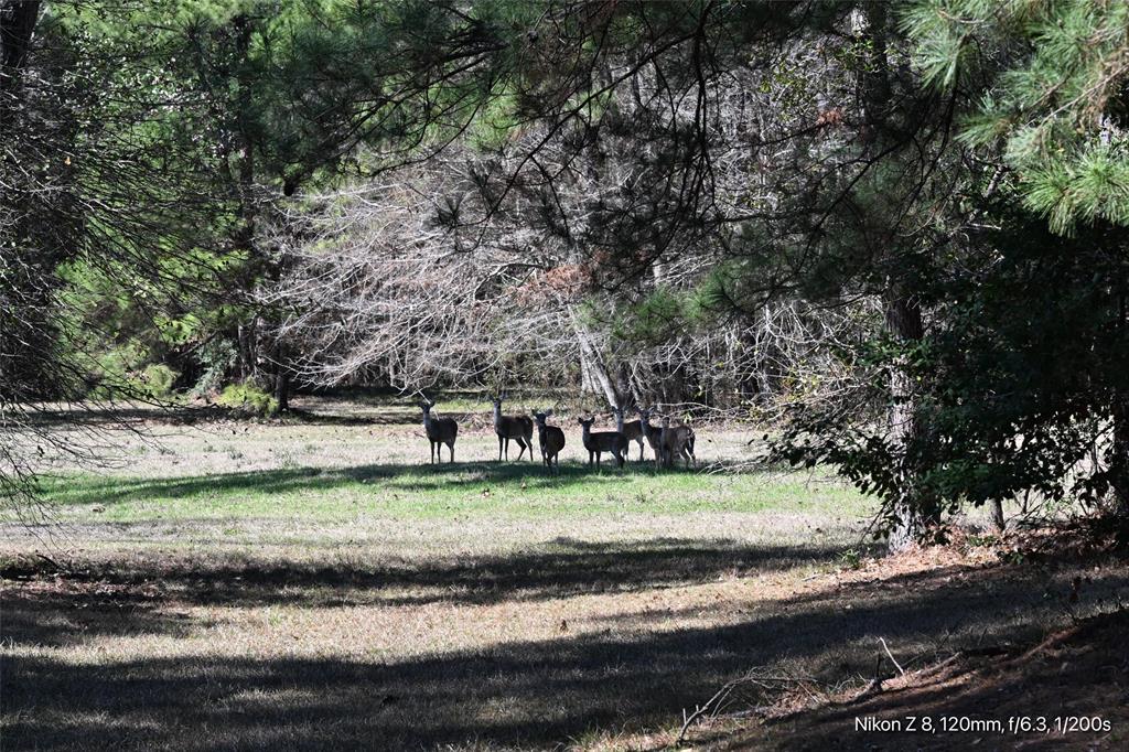 LOT 126 Lakeland Ranch, Hillister, Texas image 19