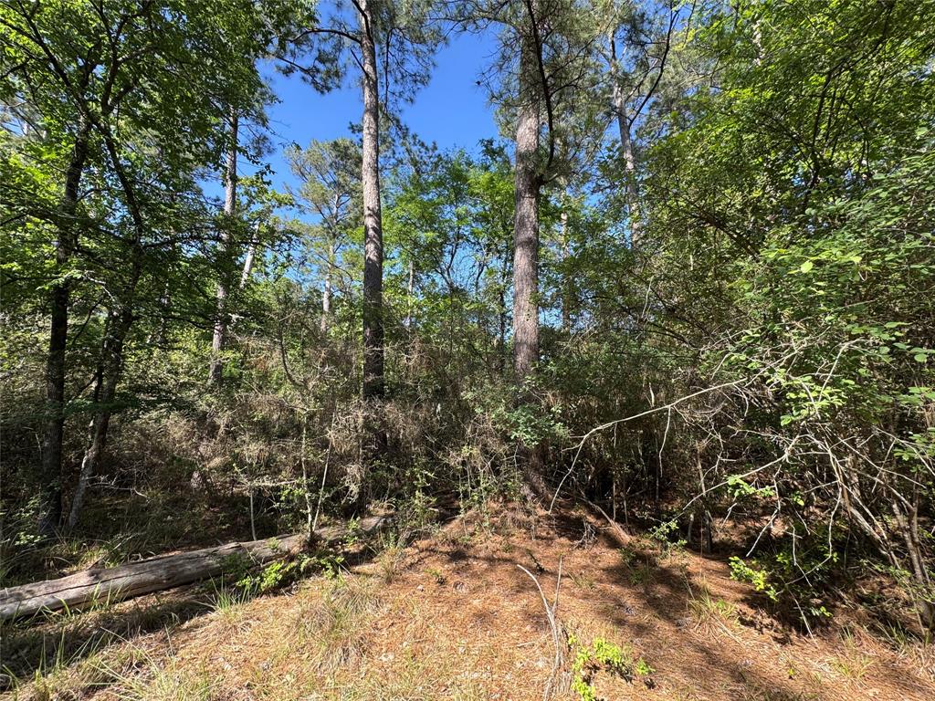 15 Wood Harbor, Trinity, Texas image 5