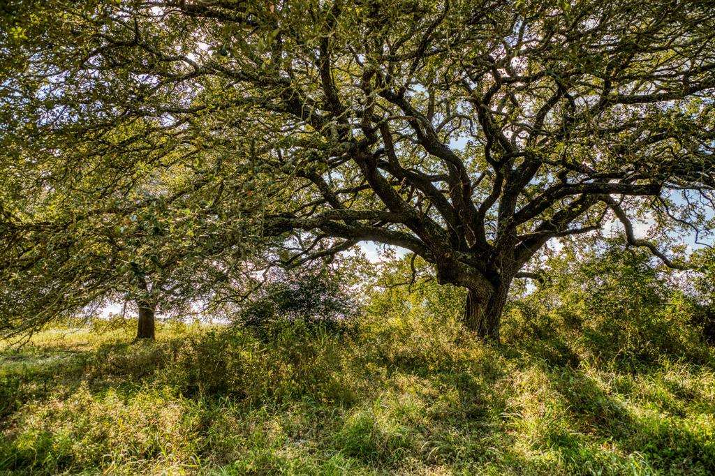 5455 Wolff Road, Round Top, Texas image 38