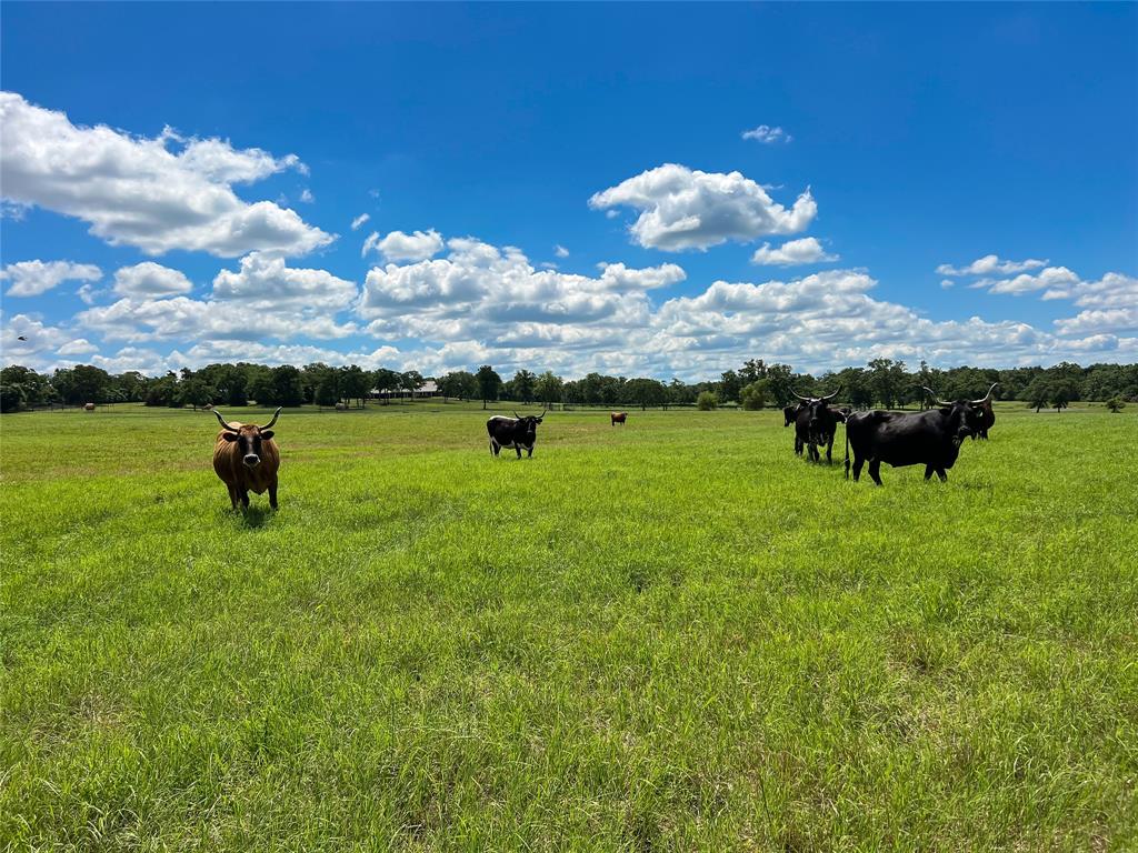 1594 Fm 1147, Marquez, Texas image 46